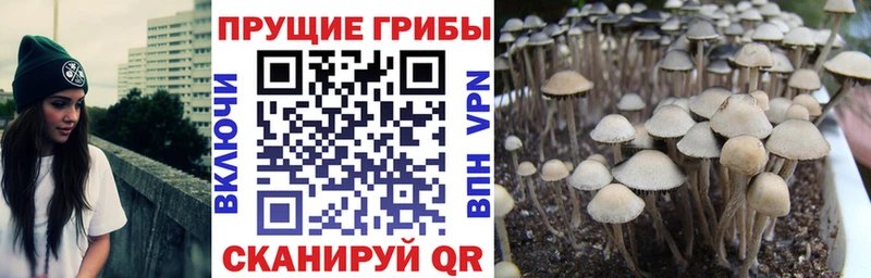 Псилоцибиновые грибы GOLDEN TEACHER  Кропоткин 